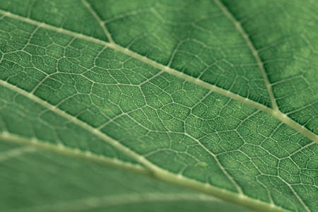 Mulberry has smooth dark green leaves. There is a clear line of mushroom nets.の写真素材