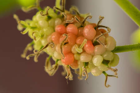 Mulberry White Mulberry. Fruits in one cluster.
When the fruit ripens, it turns a deep magenta or blackish purple.の写真素材