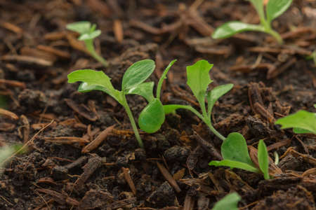 Growing lettuce or lettuce can be planted in many ways Can be planted in bags of soil or planted in trays.の写真素材