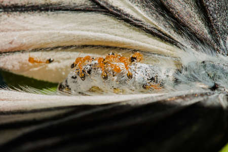 The red ant feeds on the carcass of the dead butterfly back to the nest.の写真素材