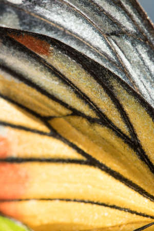 The Orange Gull Butterfly Wing Macro is yellow-orange and white.の写真素材