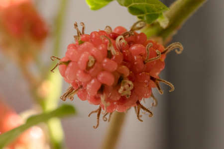 Mulberry White Mulberry. Fruits in one cluster.
When the fruit ripens, it turns a deep magenta or blackish purple.の写真素材