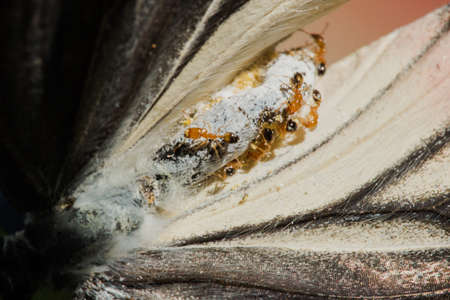 The red ant feeds on the carcass of the dead butterfly back to the nest.の写真素材