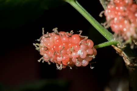 Mulberry is reddish-purple-red, and ripens turn purple-black or black.の写真素材