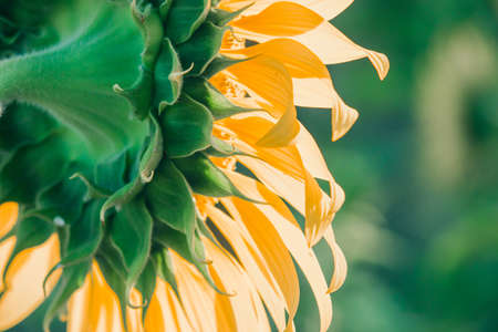 Sunflowers have their petals stacked in layers. The pointed end of the petals is yellow. When flowering, the flowers will turn to the eastの写真素材