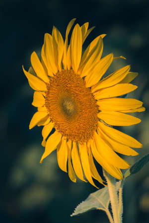Sunflowers have their petals stacked in layers. The pointed end of the petals is yellow. When flowering, the flowers will turn to the eastの写真素材