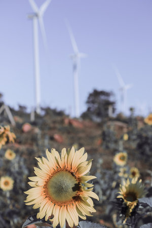 Sunflowers have their petals stacked in layers. The pointed end of the petals is yellow. When flowering, the flowers will turn to the eastの写真素材