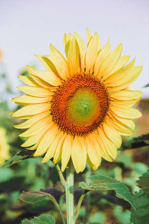 Sunflowers have their petals stacked in layers. The pointed end of the petals is yellow. When flowering, the flowers will turn to the eastの写真素材