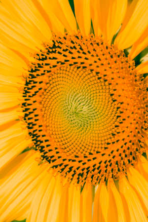 Sunflowers have small seeds stacked in layers in a large number of flowers.の写真素材