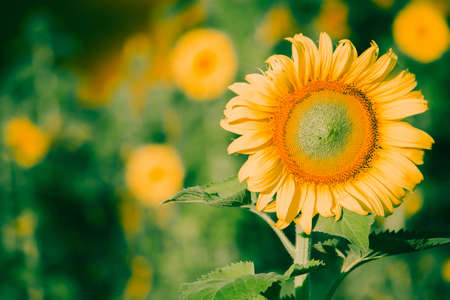 Sunflowers have their petals stacked in layers. The pointed end of the petals is yellow. When flowering, the flowers will turn to the eastの写真素材