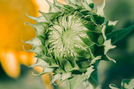 Sunflowers that have not yet bloomed at the top have their petals stacked in layers.の写真素材
