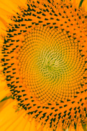 Sunflowers have small seeds stacked in layers in a large number of flowers.の写真素材