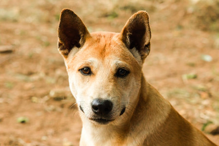 A brown Thai dog is looking at something interesting with a pure face.の写真素材