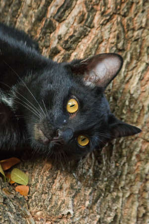 black cat climbing on a tree Sit and lie down and enjoy.の写真素材