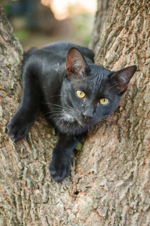 black cat climbing on a tree Sit and lie down and enjoy.の写真素材