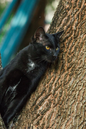 black cat climbing on a tree Sit and lie down and enjoy.の写真素材