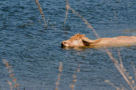 A large albino buffalo in the water is swimming across to the other side.の写真素材