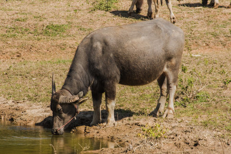 A large black Thai buffalo is standing and drinking water in a hot swamp to cure its thirst.の写真素材