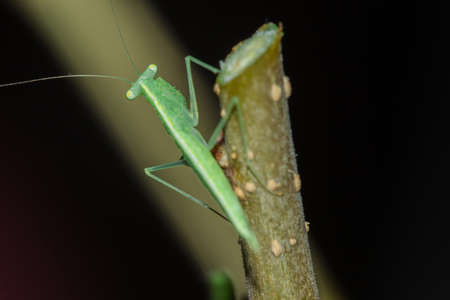 A small green grasshopper lives on branches in nature. to camouflageの写真素材