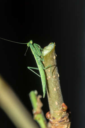 A small green grasshopper lives on branches in nature. to camouflageの写真素材