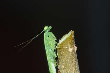 A small green grasshopper lives on branches in nature. to camouflageの写真素材
