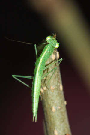 A small green grasshopper lives on branches in nature. to camouflageの写真素材