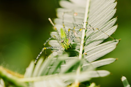 Small green spiders lurk on the leaves waiting to trap their prey.の写真素材