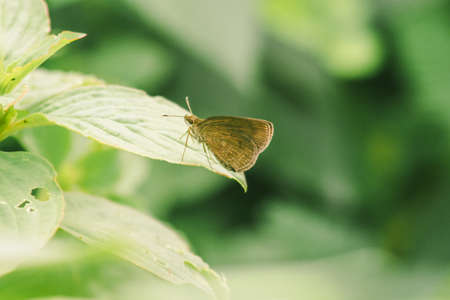 Hesperiinae butterflies rely on sunlight on leaves.の写真素材