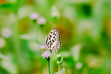 Castalius rosimon, common name Common Pierrot, has a color on the fuselage of the upper wings with black spots on the white ground.の写真素材