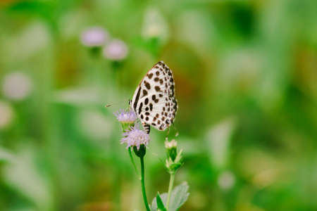 Castalius rosimon, common name Common Pierrot, has a color on the fuselage of the upper wings with black spots on the white ground.の写真素材
