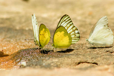 Eurema simulatrix sarinoides, a yellow nymph in the family Pieridae, with yellow wings.の写真素材