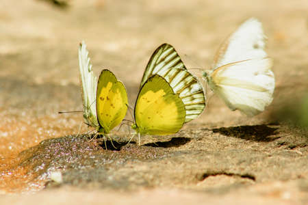 Eurema simulatrix sarinoides, a yellow nymph in the family Pieridae, with yellow wings.の写真素材