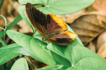 Large Assyrian wings above the wing surface are dark brown to black. The middle of the wings is blue and purple.の写真素材