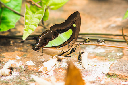 Nawab Appearance: wings on the ground, wings dark brown-black. There is a cream-light green stripe.の写真素材