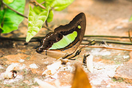 Nawab Appearance: wings on the ground, wings dark brown-black. There is a cream-light green stripe.の写真素材