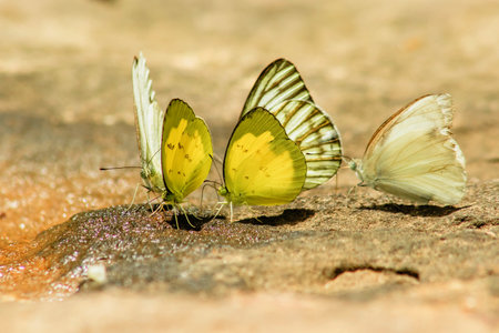 Eurema simulatrix sarinoides, a yellow nymph in the family Pieridae, with yellow wings.の写真素材