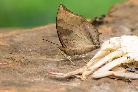 The Tawny Rajah,Charaxes bernardus Fabricius with large white stripes on the fore wings and black wingtips.

Tの写真素材