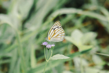 Striped Albatross is characterized by different white stripes, lower wings, white wing surfaces, black wing lines. The female has a faint orange color at the base of the wing.の写真素材