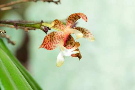 A tiny purple orchid is blooming with a bouquet of white stamens in the petals.の写真素材