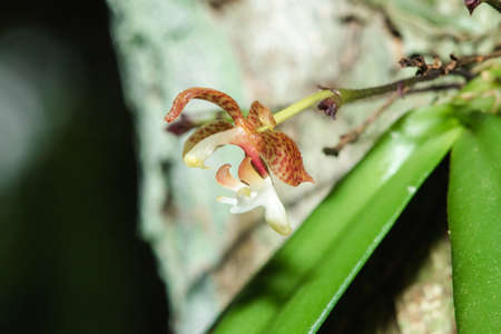 A tiny purple orchid is blooming with a bouquet of white stamens in the petals.の写真素材