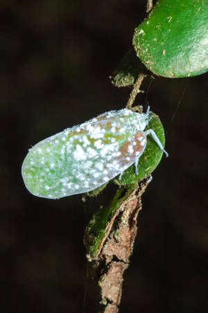 Flatid planthopper, or Moth bugs, wedge-shaped cicadas are small insects. An adult clings to a tree branch. The wings are opaque and are white.の写真素材