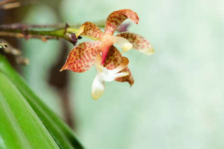 A tiny purple orchid is blooming with a bouquet of white stamens in the petals.の写真素材
