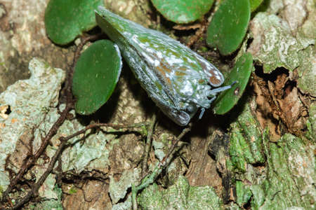 Flatid planthopper, or Moth bugs, wedge-shaped cicadas are small insects. An adult clings to a tree branch. The wings are opaque and are white.の写真素材
