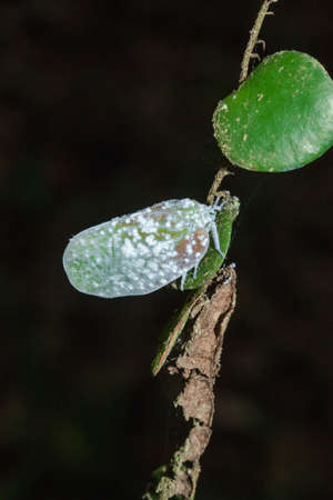 Flatid planthopper, or Moth bugs, wedge-shaped cicadas are small insects. An adult clings to a tree branch. The wings are opaque and are white.の写真素材