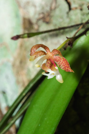 A tiny purple orchid is blooming with a bouquet of white stamens in the petals.の写真素材
