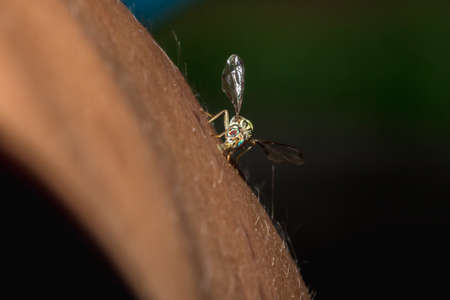 Macro shot of a small bee,
A small bee is on the skin of the legs.の写真素材