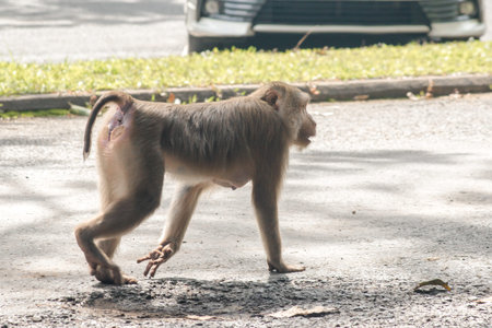 Northern pig-tailed macaque is a short fort, short tail, grayish-brown fur.