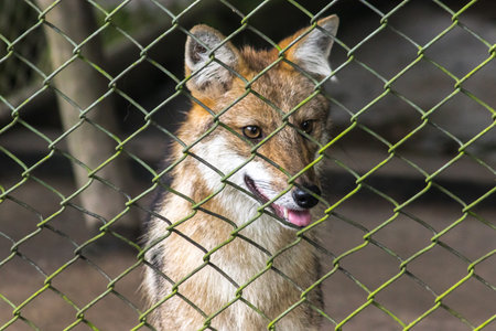 The fox has a long pointed nose. big ears pointed up fawn furの写真素材