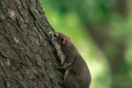 Finlayson's squirrel climbs in trees, Finlaysonâs squirrel hides in tall treesの写真素材