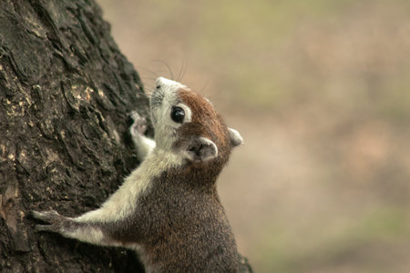 Finlayson's squirrel climbs in trees, Finlaysonâs squirrel hides in tall treesの写真素材